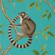 ringtailed-lemur-ringtailed lemur-s-dglw216663