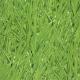 grassy-meadow-iewy-27-grass