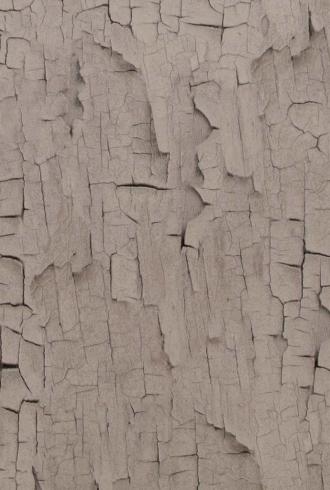 Essentials Birch By BN Wallcoverings