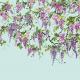 trailing-wisteria-icn50111m