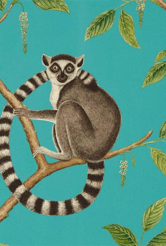 Ringtailed Lemur by Sanderson