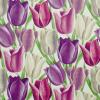 Early Tulips by Sanderson