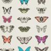 Papilio by Harlequin HAMA111079