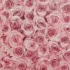 Rose Wall by Arthouse
