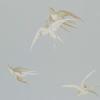 Swallows by Sanderson DVIWSW104